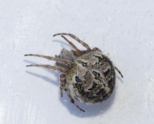 Réf. 181 316 : Agalenatea redii